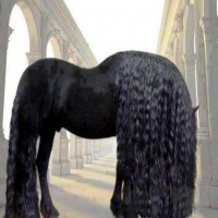 MAGNIFICENT MANE