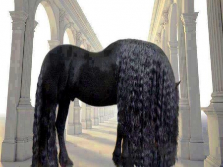 MAGNIFICENT MANE - black, mane, horse, stallion handsome