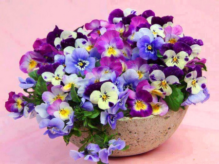 Pansy perfect - colors, flowers, pretty, pansies