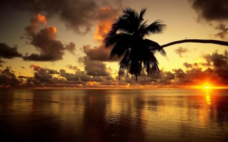 Palm Beach - clouds, trees, sunset, nature, beach, sea, palm