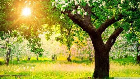 Beautiful Orchard - sunlight, flowers, grass, tree