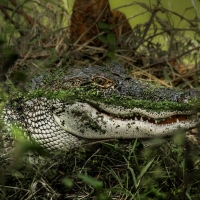 Alligator