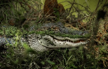 Alligator - predator, lake, alligator, animal, reptile, swamp