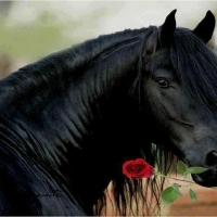 Stallion and rose