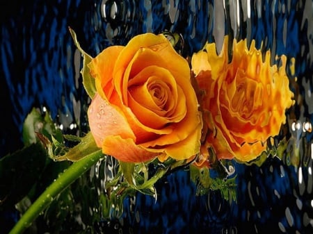 rain - flower, rose, rain, reflection