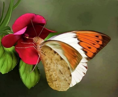 beauty - white, wings, butterfly, orange, flower