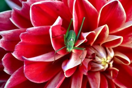 Grashopper on Flower - nature, petals, insect, blossom, garden