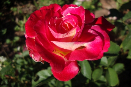 ROSE - leaves, petals, pink, green