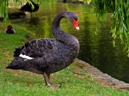 SWAN - wings, water, grass, feathers