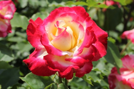 ROSES - NATURE, COLORS, LEAVES, PETALS