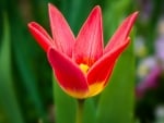 TULIP