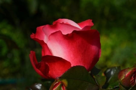 ROSE - red, leaves, petals, green