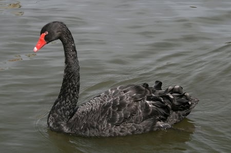 SWAN - wings, water, feathers, waves