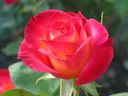 ROSE - leaves, petals, colors, stem