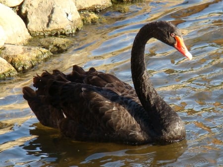 SWAN - wings, water, feathers, waves