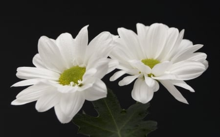 DAISIES - leaves, colors, stems, petals