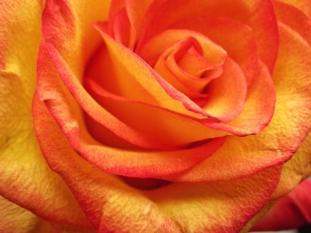 ROSE - orange, flower, yellow, petals