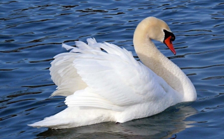 SWAN - wings, water, feathers, waves