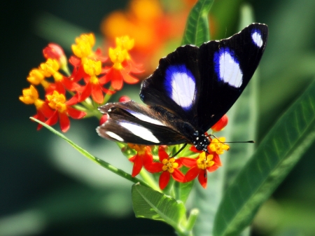 BUTTERFLY - leaves, wings, colors, flowers