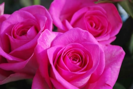 ROSES - leaves, petals, pink, green