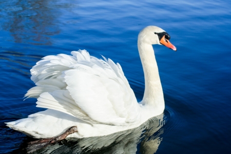 SWAN - wings, water, feathers, waves