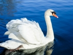 SWAN