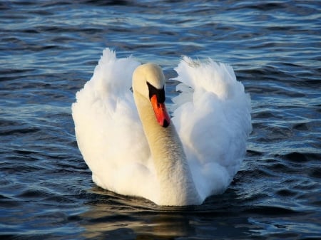 SWAN - wings, feathers, water, waves