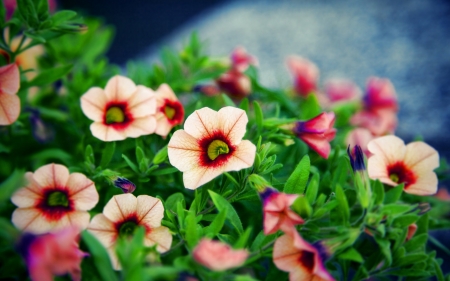 PANSIES - leaves, petals, nature, colors