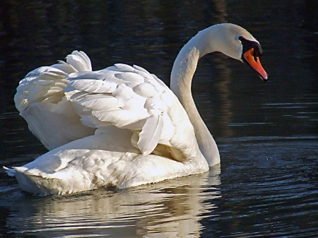 SWAN - wings, feathers, water, waves