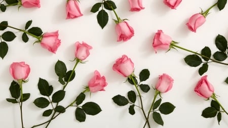 ROSES - leaves, stems, petals, pink