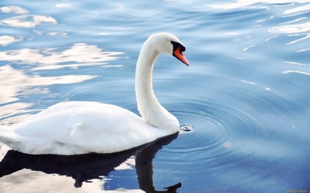 SWAN - feathers, water, waves