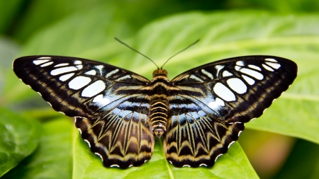 BUTTERFLY - wings, leaves, nature, colors