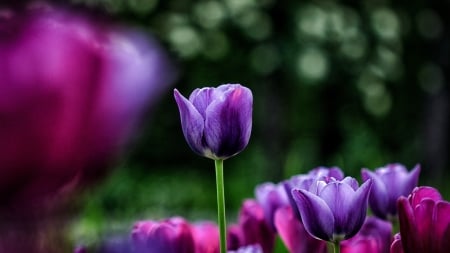 TULIPS - leaves, colors, stems, petals