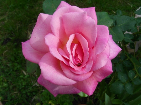 ROSE - leaves, petals, pink, green