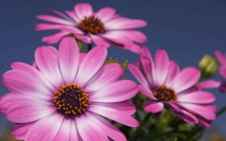 DAISIES - COLORS, LEAVES, STEMS, PETALS