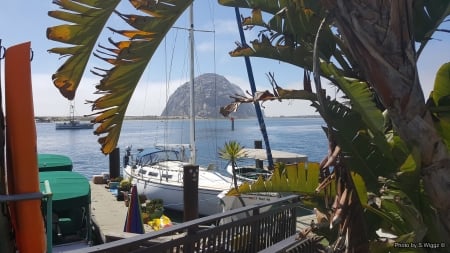 Morro Bay California - Ocean, Bay, Morro, California, Boats, Fog, tree, palm