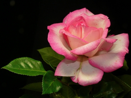 ROSE - leaves, green, petals, pink