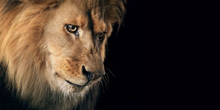 LEO THE LION - cat, mane, big, stare