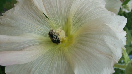 Hollyhocks - nature, bee, flower, pollen