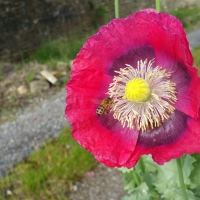 Poppy