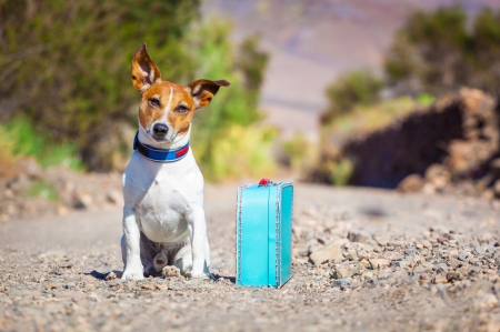 Waiting for you - waiting, funny, animal, caine, blue, jack russell terrier, vacation, suitcase, dog