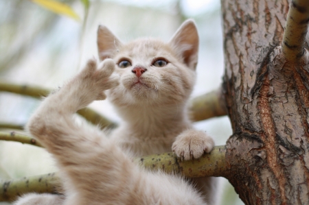 Kitten - animal, pisica, kitten, paw, funny, cute, tree, cat