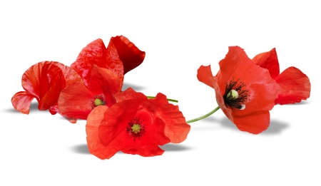 Poppies - white, red, flower, mac, poppy