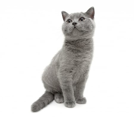 Cat - white, pisica, kitten, cat, grey