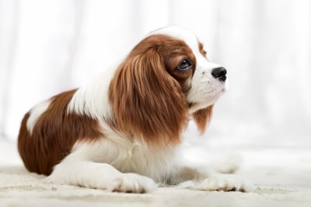 Puppy - white, animal, dog, caine, puppy, spaniel