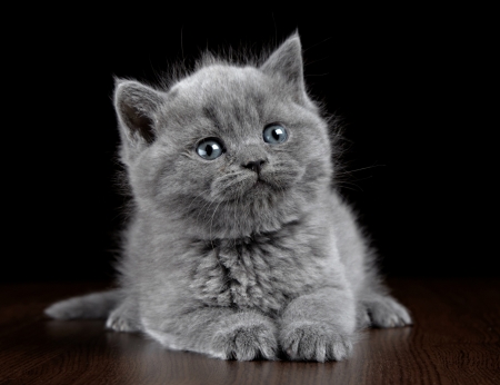 Kitten - black, grey, animal, pisica, kitten, cat