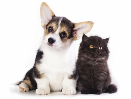 Puppy and kitten - cat, puppy, couple, pisica, black, kitten, white, welsh corkie, caine, dog, animal