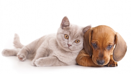 Cat and puppy