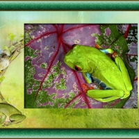 GREEN FROG ON LEAF