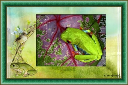 GREEN FROG ON LEAF - frog, image, animal, green